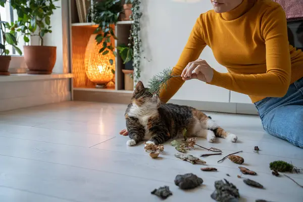 Playful Cat Sniffing Pine Branch Leaves Lying Floor Home Woman — Stock Photo, Image