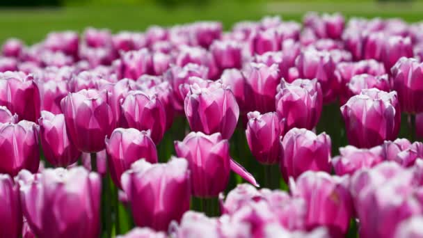 Φωτεινές Ροζ Τουλίπες Λουλούδια Στον Κήπο Θέα Στο Τοπίο Στο — Αρχείο Βίντεο