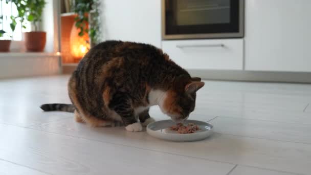 Fastidieux Chat Affamé Manger Savoureux Aliments Liquides Sains Avec Thon — Video