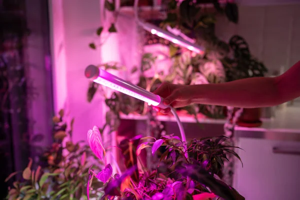 Lámpara Led Color Rosa Púrpura Para Iluminación Suplementaria Plantas Interior — Foto de Stock