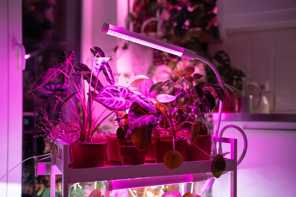 Zimmerpflanze Auf Wagen Unter Phytolampe Hause Den Mangel Echtem Tageslicht — Stockfoto