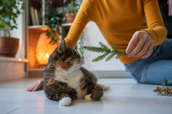Περίεργη Παιχνιδιάρικη Γάτα Μυρίζοντας Έλατο Κλαδί Που Βρίσκεται Στο Πάτωμα — Φωτογραφία Αρχείου