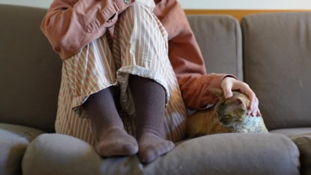 デヴォン レックスの猫が自宅でソファーに座っている ソファーの女性の近くに横たわる彼女の飼い主の優しさを楽しむカットショート毛皮を持つペット猫 家畜コンセプトの愛ケアメンテナンス — ストック動画