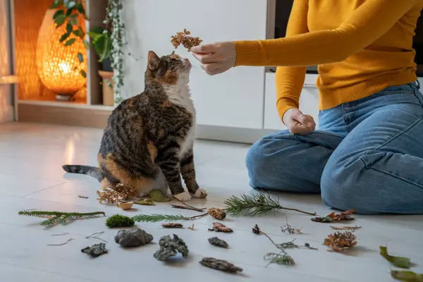 Evde Kuru Çiçekleri Koklayan Meraklı Bir Kedi Kadın Hayvan Sahibi — Stok fotoğraf