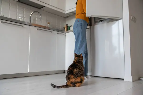 Fat hungry lazy cat sitting on floor near pet owner in modern kitchen, looking into opened refrigerator, waiting for sausages, meat, milk. Feeding time. Pet lover and domestic cat relations
