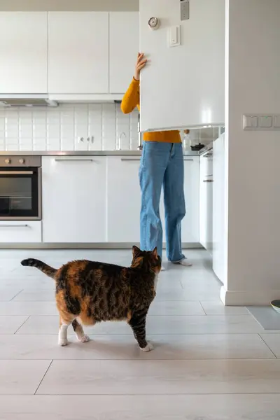 Fat fluffy cat standing in kitchen, looking at female opening refrigerator, waiting for treat, tasty liquid feed, milk. Feeding time. Pet lover and domestic cat relations, friendship, care