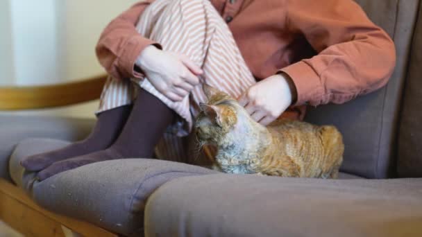 デヴォン レックスの猫を自宅でソファーに座らせている女性 ソファーに女性の近くに横たわる彼女の飼い主の優しさを楽しみ 短い毛皮を切ったペット猫 家畜コンセプトの愛ケアメンテナンス — ストック動画