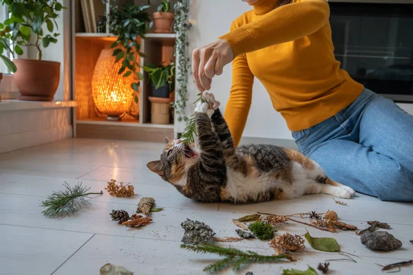 Lazy idle cat lying on floor among natural object brought from wood by pet owner for energy, activity stimulation. Female pet lover sitting on floor, holding twig, playing with kitten to stir interest