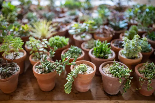 Succulent plants in small terracotta pots in flower shop, showcase, top view. Large selection of potted houseplants designed to add variety to home decor. Plant lovers, indoor gardening.