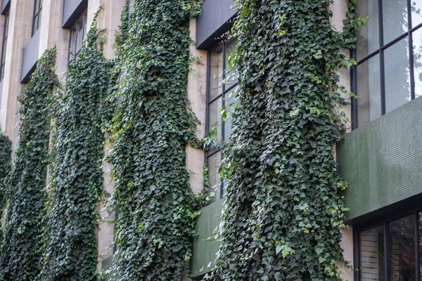 Building facade with growing ivy climbing plants. Green coverage creating natural insulation, protection from sunshine, vertical gardening. Ecological, environmentally friendly living in city, town