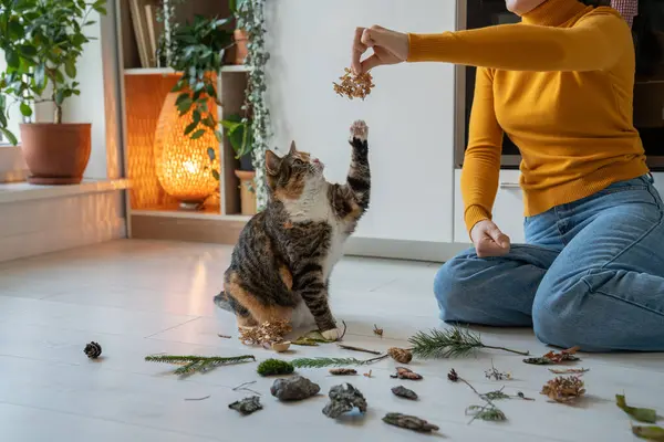 Pet owner woman playing with cat using dry leaves at home sitting on floor at home. Curious playful cat touching paw branch, leaves, flowers with interest. Entertainment, caring domestic pets concept.