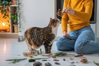 Evde kuru çiçekleri koklayan meraklı bir kedi. Kadın hayvan sahibi, sevgili kedisine koklatmak ve incelemesi için parktan doğal eşyalar getirmiş. Hayvan severler, bakım konsepti. 