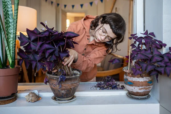 Pensive teenage girl taking care of houseplants, examining Oxalis, tearing away dead leaves because of dry air, central heating in winter period. Ecological hobby of plants growing, cultivation