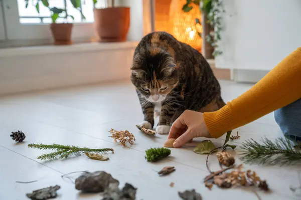 自宅で植物を使用してカラフルなペット猫と遊ぶ女性の手 彼女の怠惰なふわふわの猫を楽しませるペットの飼い主は 床に座っている匂いを区別するために猫を教えます 家畜を大切にするコンセプト — ストック写真