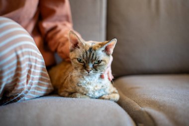 Uzun kulaklı, kısa saçlı, narin, neredeyse uykulu Devon Rex gözlerini kapatan, tatmin mırıldanan, insan elinin hafifçe okşamasından zevk alan. Arkadaşlık, şefkat, evcil hayvanları sevmek.