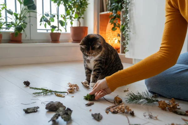 女人的手在家里用植物和宠物猫玩耍 宠物主人招待她那只懒洋洋的绒毛猫 教猫辨别地板上的气味 照顾家畜的概念 — 图库照片