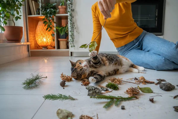 Pet owner woman playing with cat using tree branch at home on kitchen. Curious playful cat touching paw branch, leaves, dry flowers lazy lying on floor. Entertainment, caring domestic pets concept.