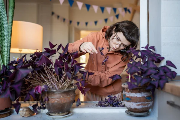 Concentrated teenage girl taking care of houseplants, examining Oxalis, tearing away dead leaves drying of central heating in winter period. Ecological hobby. Potted plants growing, cultivation