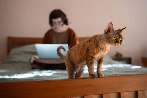 Reinrassige Katze Devon Rex Stehend Unterhaltung Denkend Spielen Während Haustierbesitzer — Stockfoto