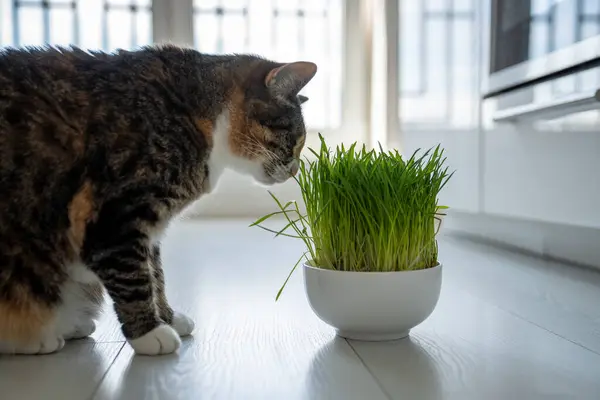 Natural Hairball Treatment Cat Pet Eating Green Grass Bowl Germinated — Stock Photo, Image