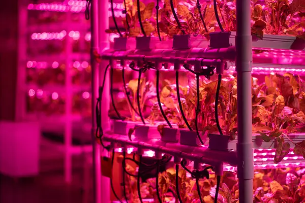 stock image Green salad in vertical greenhouse illuminated with LED pink lighting. Romaine lettuce growing hydroponically inside of vertical grow rack under full spectrum grow light. Growing healthy fresh food