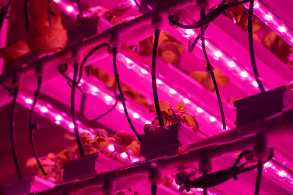 stock image Green salad in vertical hothouse illuminated with LED lighting closeup. Romaine lettuce growing hydroponically inside of vertical grow rack under full spectrum grow light. Growing of fresh greens