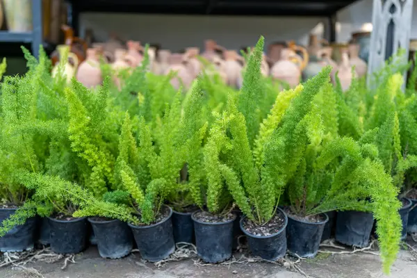 stock image Foxtail asparagus fern plants in plastic pots in outdoor flower shop, garden store. Small shop selling ornamental houseplants in open air. Asparagus densiflorus. 