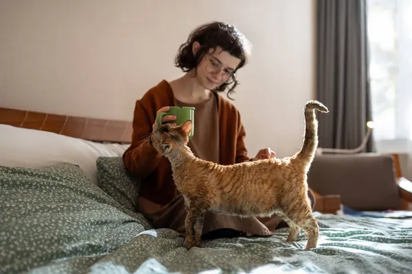 Cat begging attention and food petting of teen girl owner hand in bed at home. Girl drinking coffee looking at pet. Spending morning time with animal. Love care maintenance of domestic cat concept.