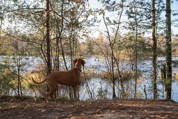 Hunting Dog Domestic Pet Walking Forest Sphagnum Swamp Looking Water — Stock Photo, Image