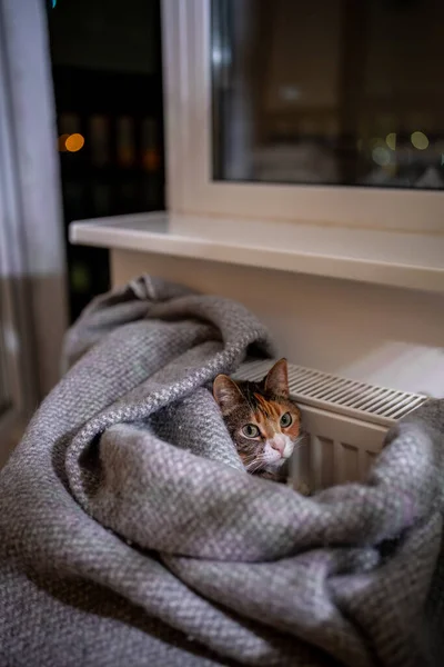 Avslappnad Katt Liggande Med Värmeelement Fluffy Lata Flerfärgade Husdjur Täckt — Stockfoto