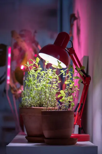 ペパーミントハーブは家庭の状態でフィトロランプの下で 実際の日光と日光の欠如を補う アパートの冬の季節にミント植物の補助照明のためのランプを育てます プラントケア — ストック写真