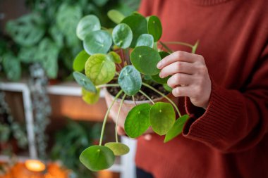 Woman tending to Pilea plant, emphasising therapeutic aspect of indoor gardening, bond between humans and nature. Female hands caring for domestic green houseplant at home. Botanical lifestyle concept clipart