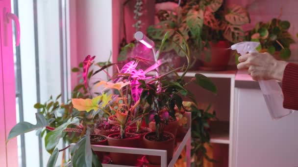 Žena Postřikující Vnitřní Rostliny Vozík Samice Hydratující Listy Rostlin Vzduch — Stock video