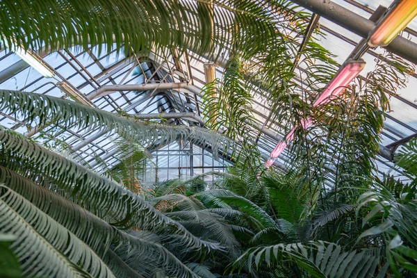 Large palm trees and ferns in tropical greenhouse in winter season. Phytolamp for additional illumination. Green plants in botanical garden indoors. Interior of glasshouse.
