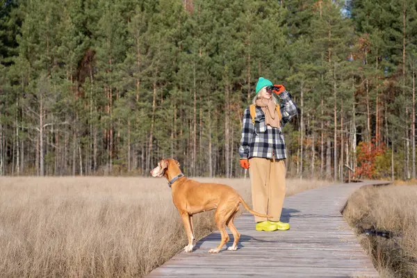 stock image Woman with hunting Hungarian vyzhla dog walking in ecological trail on swamp looking through binoculars on birds. Ornithology, bird watching observation concept. Tourism travel vacation in Scandinavia