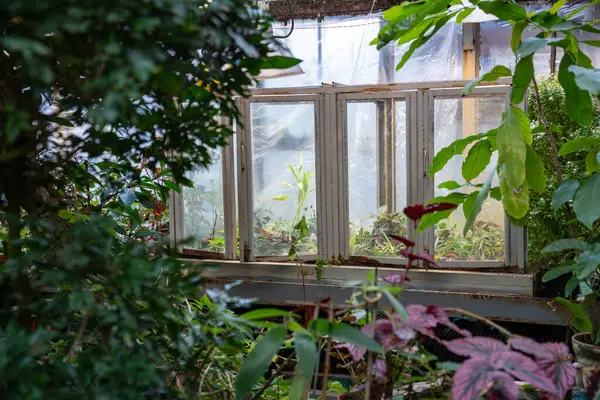 Pequeño Invernadero Para Plántulas Brotes Plantas Invernadero Concepto Jardinería Interior —  Fotos de Stock