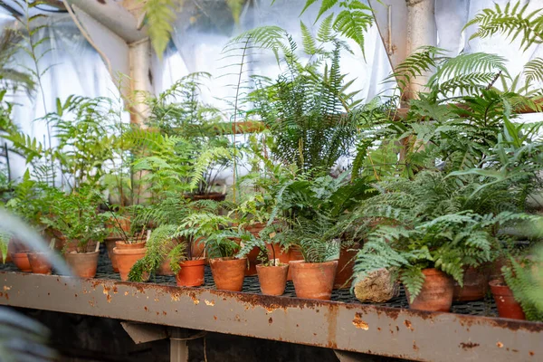 Bitkiler Eğrelti Otları Seradaki Seramik Saksılarda Yetişiyor Sera Portakal Kapalı — Stok fotoğraf