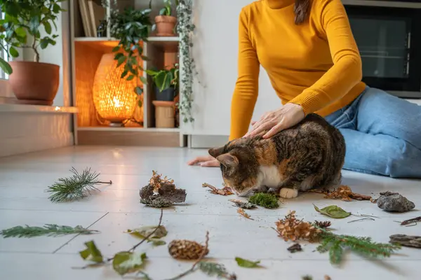 Lazy cat sniffing nature object leaves, stones, tree branches at home on kitchen. Woman petting cat stroking him sitting near. Cat lover entertaining domestic pet. Caring maintenance animals concept.