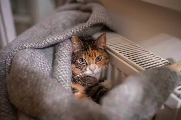 懒猫躺在暖气散热器旁 毛绒绒松驰的五彩斑斓的宠物 毛绒绒格子布的面包覆盖在温暖的散热器在家里 宠物的和平与休息 在寒冷天气下取暖 — 图库照片