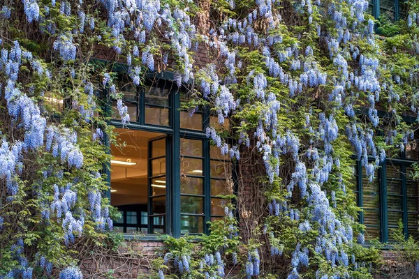 攀爬覆盖外墙的植物藤蔓 五彩缤纷的紫罗兰花与绿叶形成鲜明对比 城市丛林 繁茂的装饰植物 环境友好型装饰 — 图库照片