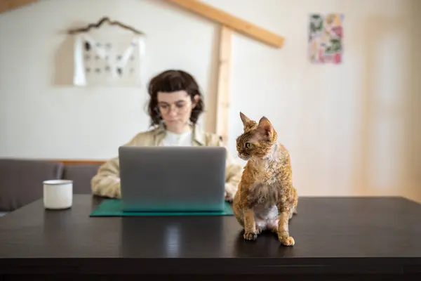Short-haired ginger purebred cat Devon rex sitting on table, wants to play, amuse while busy pet owner works on laptop computer as freelancer, studies online. Pet lover and domestic animal relations