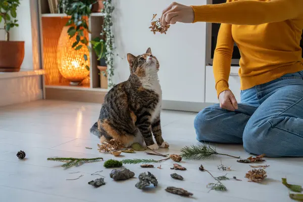 Pet owner woman playing with cat using dry leaves at home sitting on floor at home. Curious playful cat looking at branch, leaves, flowers with interest. Entertainment, caring domestic pets concept.
