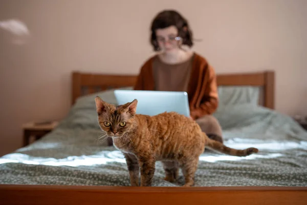 stock image Devon rex cat looks at camera stand in bed while teen girl studying on laptop on blur background. Colorful groomed domestic pet boring because pet owner busy at home. Kitty wants attention love care.