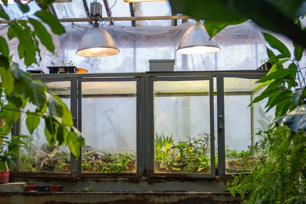 Small glasshouse for seedlings and plant sprouts in greenhouse. Indoor gardening concept