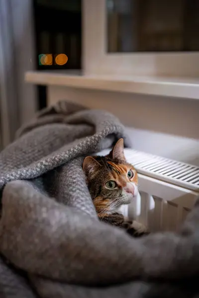 Cat lying by heating radiator. Fluffy calm multicolored pet covered with woolen plaid basks at warm radiator at home. Peace and rest for pet. Heating in cold weather.