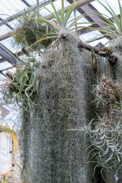 Tillandsia usneoides plant. Hanging epiphytic Spanish moss and other bromeliads on tree trunk in greenhouse close up.