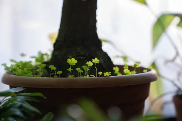 Stock image Small Oxalis acetosella shoots in a pot with another plant, soft focus. Weed and unwanted greenery concept. Oxalis called the yellow woodsorrel, lemon clover an indicator of alkaline or neutral soils