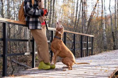 Hayvan sahibi sıcak güneşli bir günde ormanda yürüyüş yaptıktan sonra tahta kaldırımda dinlenirken köpek macaryar vizsla eğitiyor. İyi eğitilmiş akıllı safkan tazı yavrusu sesini duyurmak için emirler dinliyor, yüksek sesle havlıyor.