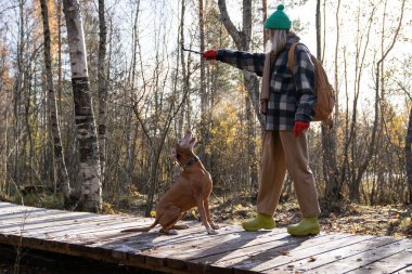 Middle-aged pet owner hiking in wood, playing with pedigree magyar vizsla puppy, training, giving stick, commands. Joyful dog sitting on wooden nature trail ready to jump. Spending pastime with pets clipart