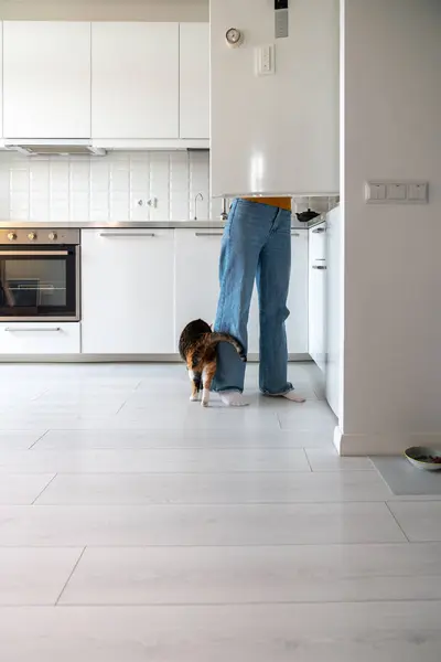 Hungry Curious Cat Walks Its Owner Modern Kitchen Waiting Tasty — Stock Photo, Image